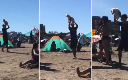 Se perdió un perro en la playa, pero la reacción de la gente fue furor en TikTok: “La nueva generación…”