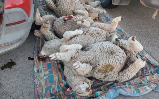 Los atraparon transportando cinco corderos muertos y armas de fuego