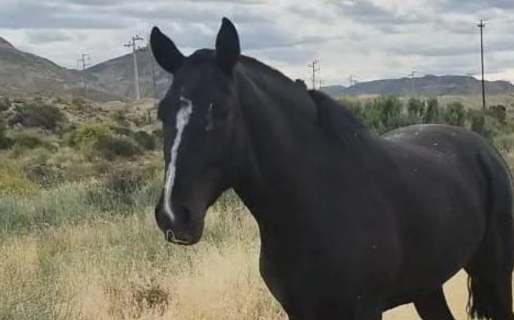 Robaron en su terreno y se llevaron al caballo: la familia pide ayuda para recuperarlo