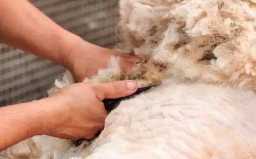 Se viene la 38° edición de la Fiesta Nacional de la Esquila en Río Mayo