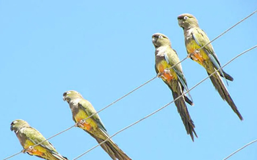 Un loro fue alcanzado por un rayo, cayó al suelo e inició un voraz incendio en Madryn