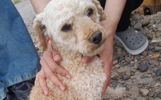 Encontraron a un perrito perdido y buscan a sus dueños o alguien que lo adopte