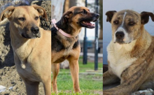 Promueven la adopción de perros alojados en el Centro de Adopción Animal