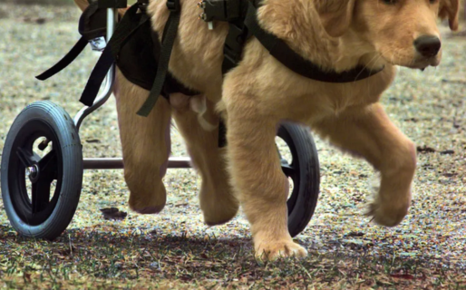 Pide ayuda para conseguir una silla de ruedas para su perro de 15 años