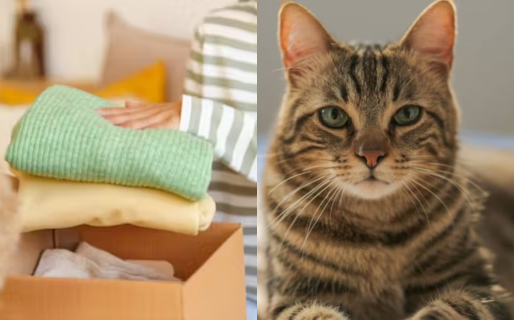 Ropero solidario y un refugio para gatos: las iniciativas de un grupo de teatro