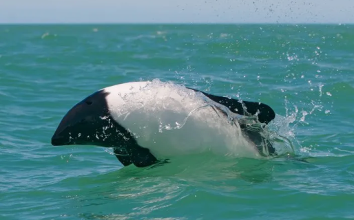 Las toninas overas dieron un «show» en la Costanera
