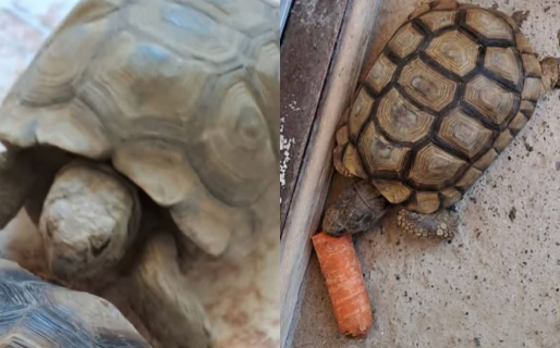 Prometieron devolverle su tortuga perdida y la estafaron