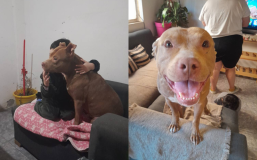 Alertan sobre estafas a dueños de mascotas perdidas