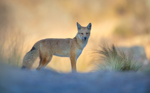 Denunciaron la exhibición de cadáveres de pumas y zorros en la ruta 25