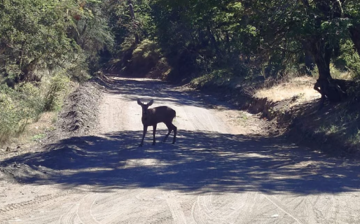 Impresionante hallazgo en Neuquén: tras casi 30 años, apareció un huemul en el Parque Nacional Lanín