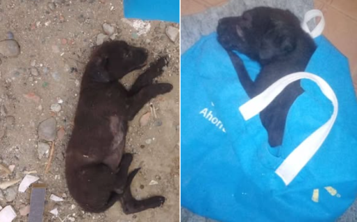 Encontraron un cachorro abandonado afuera de una casa: «Estaba agonizando»