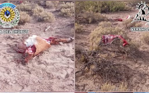 Fue sorprendido con carne de guanaco y un rifle sin documentación
