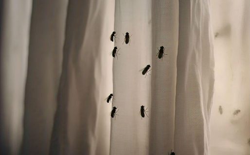 Cinco métodos caseros para alejar moscas