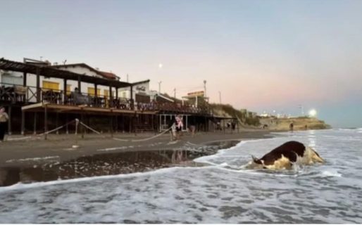 Una vaca muerta apareció en el mar y sorprendió a los turistas en Las Grutas