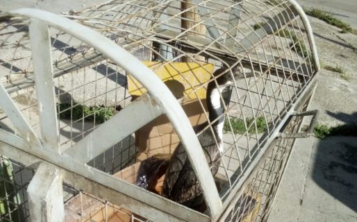 Rescataron y liberaron a un cormorán patagónico en la costa de Comodoro