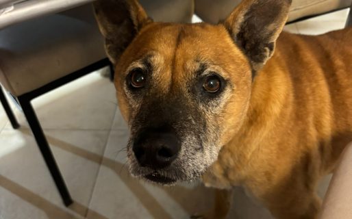 Buscan un hogar para un perro que fue rescatado hace seis meses