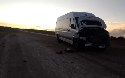 Un conductor que circulaba por Ruta N°3 chocó contra un guanaco