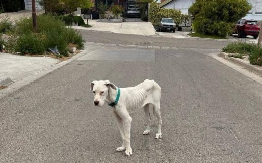 Preocupación por un perrito encontrado en KM 3