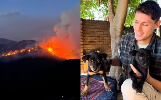 «¿Y si fueran mis perros?»: creó una web para encontrar mascotas perdidas en los incendios de la Patagonia