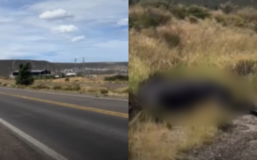 Hallan un caballo muerto cerca de la Ruta 3, frente al club Chenque en Rada Tilly