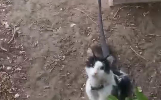 Indignación por un gato atado en pleno calor
