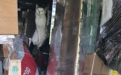 Wonder, el gato que desafió lo imposible y sobrevivió un mes atrapado en un contenedor marítimo
