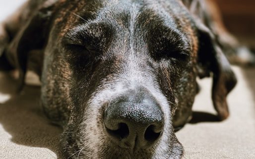 Alertan sobre un hombre que mata perros en Km5: «Hay muchas denuncias pero ninguna respuesta»