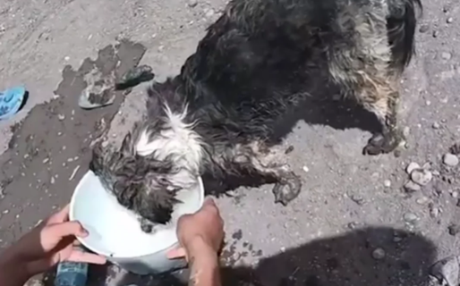 Enterraron vivo a un perro, lo rescataron y en menos de 24 horas fue adoptado