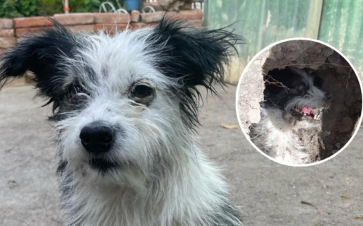 La nueva vida de Tony: el perro que fue enterrado vivo en Gaiman
