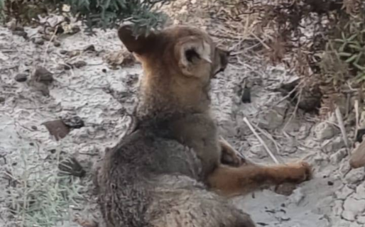 Atropellaron a un zorro cerca del Predio Ferial