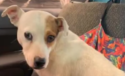 «Todos por Blanquita»: la rifa solidaria para afrontar los gastos veterinarios de una perra rescatada