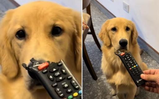 “Te va a hacer mal”: retó a su perra por comerse un control remoto y el video se volvió viral