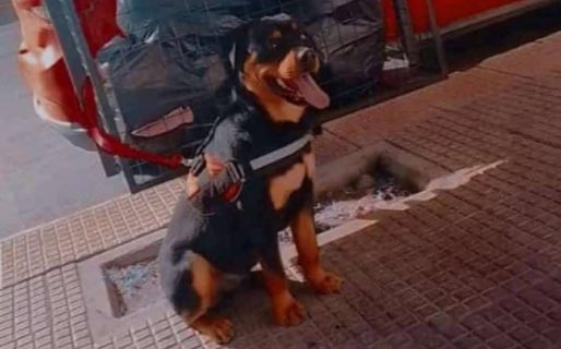 Le entraron a robar en su casa del Quirno Costa y su perro se perdió