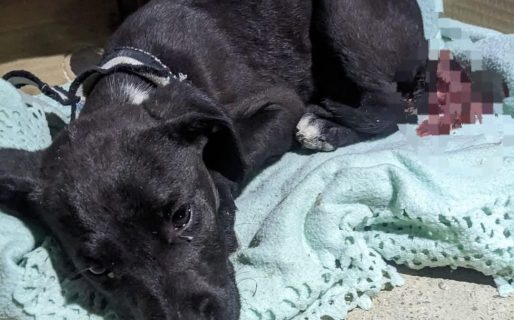 Dejaron a un cachorro abandonado: “Estaba mal y sangrando”