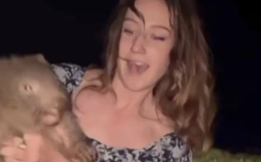 Separó a una cría de wómbat de su madre para grabar un video y desató un escándalo en Australia