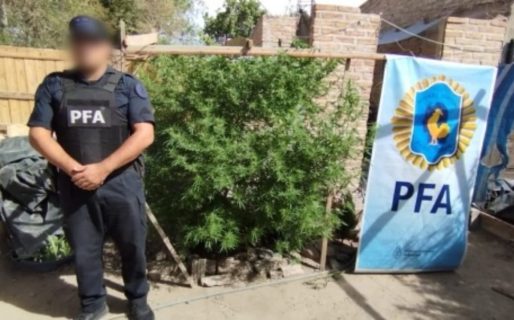 La Policía Federal desmanteló dos plantaciones de marihuana