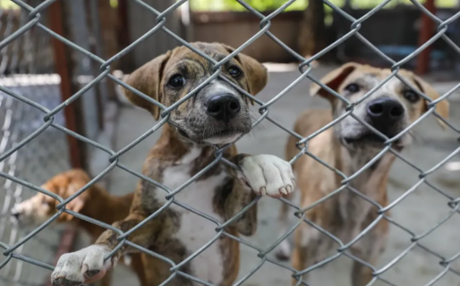 Crean una Fiscalía para abordar denuncias por maltrato animal en Chubut