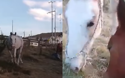 Preocupación por caballos sueltos en Ruta 3 y Constituyentes: «Un día van a provocar un accidente»