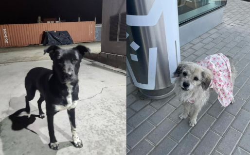 Buscan hogar para dos perros que fueron abandonados en una estación de servicio
