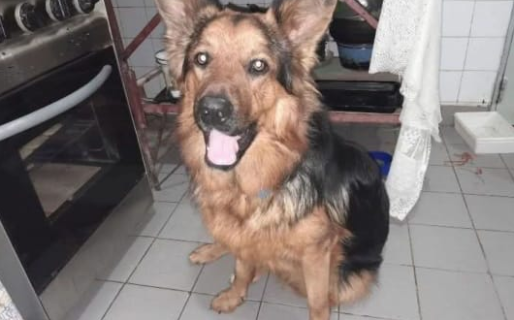 Buscan a Max, que se perdió en el barrio Cerro Solo hace dos semanas