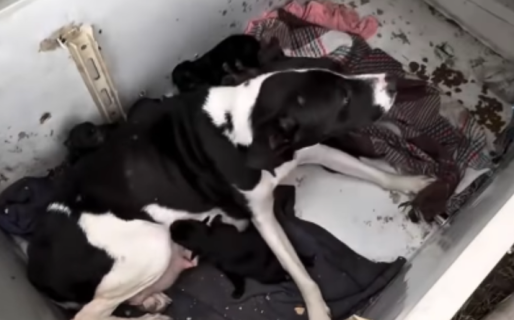 En medio del desastre en Bahía Blanca, una familia salvó a una perra y a sus 7 cachorros