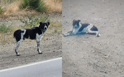Un perrito extraviado tras bajar de camioneta cerca de km8