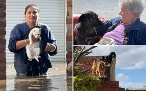 El dramático rescate de mascotas en Bahía Blanca tras las severas inundaciones
