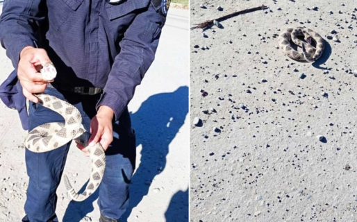 La serpiente cascabel que apareció en El Bolsón y causó pánico era de plástico