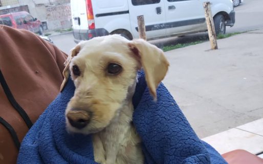 Buscan un hogar para una perrita rescatada: «Está muy débil y flaca»