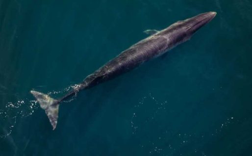 Rada Tilly comienza a vivir la temporada de la ballena Sei