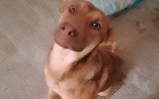 Una perrita habría sido abandonada por su dueño y le buscan un hogar