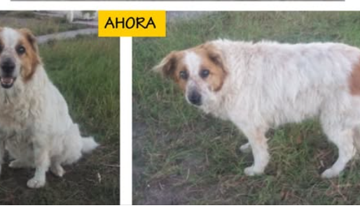 Piden ayuda para Angie: una perrita adulta que necesita un hogar urgente