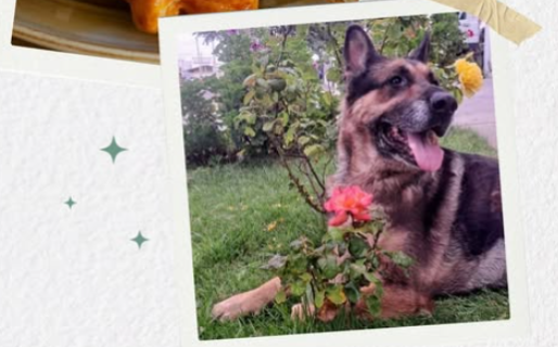 Vende pastelitos caseros para cubrir los gastos médicos de su perro Kaiser