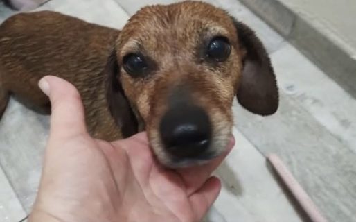 Encontraron a un perrito asustado por la tormenta en el barrio Pueyrredón